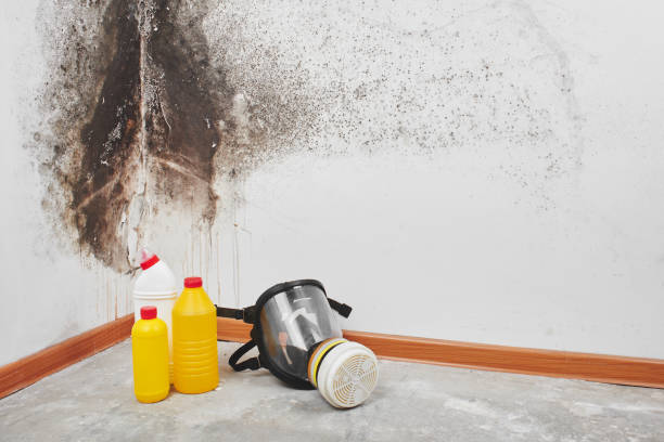 Best Mold removal after water damage  in Pittsboro, IN